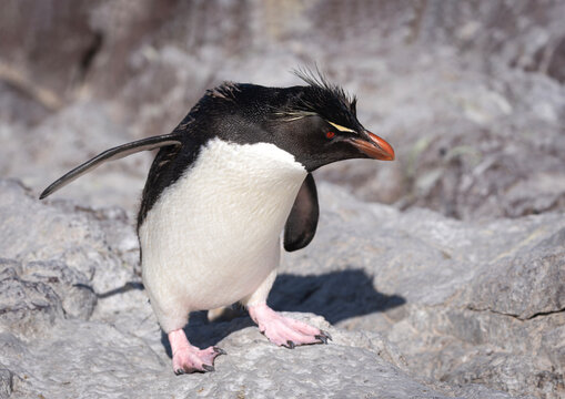 ping&uuml;ino de penacho amarillo,