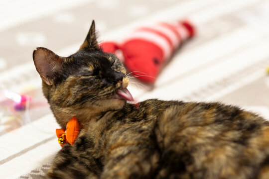 サビ猫