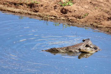 Fototapeta premium Nilkrokodil / Nile crocodile / Crocodylus niloticus