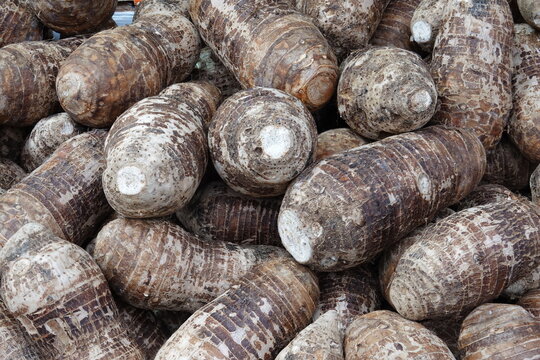 Racines de taro tubercule en tas