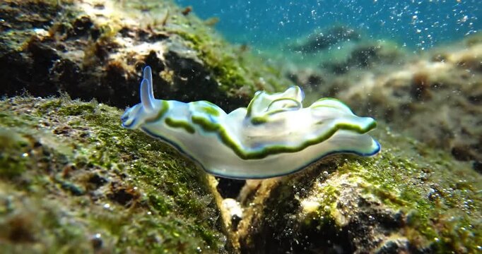 Colorful underwater slug gliding over rocky seabed with bubbles rising in background