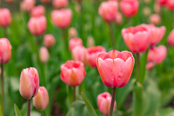 Fototapeta premium Pink tulips field in soft spring light close up
