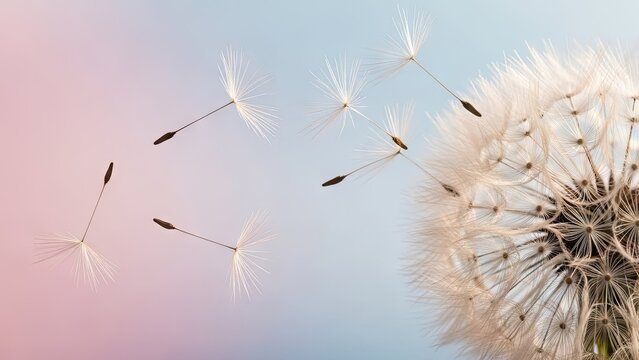 A dandelion flower dispersing its seeds in the wind against a pastel background
