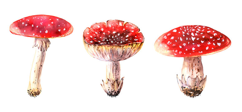 Three watercolor fly agarics, sketched in an isolated clip art set