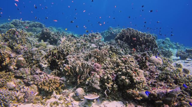 Healthy coral garden teeming with small colorful reef fish in Indonesia