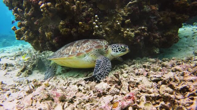 Close-up underwater view of a sea turtle sheltering beneath coral in Gili Air
