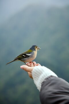 Buchfink zutraulich auf der Hand