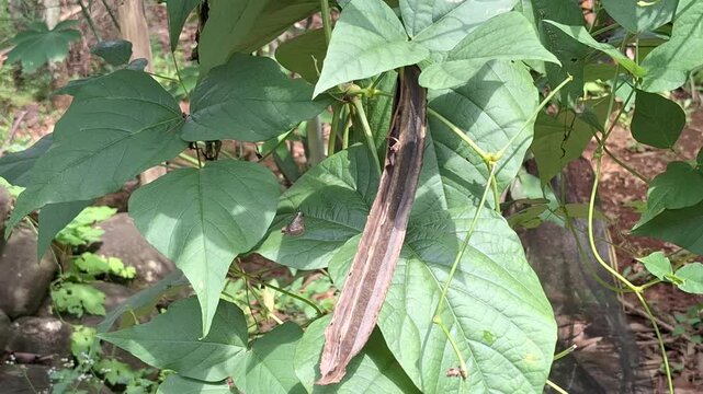 A detailed shot of a brown, mature winged bean pod hanging on a green vine, ideal for harvesting seeds or showing the late stage of plant development.