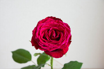 Naklejka premium 赤い薔薇