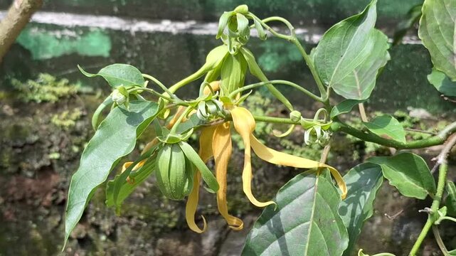 A steady close-up showing the long, drooping yellow petals of the Ylang-Ylang (Cananga odorata) flower, known for its intense fragrance and use in essential oils.