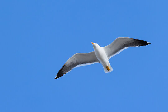 adult lesser black-backed gull (Larus fuscus) of subspecies intermedius in flight, found at Texel in the Netherlands in April at the beginning of the breeding season