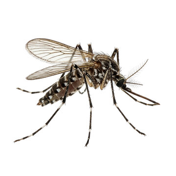 Detailed macro shot of a single mosquito resting with spread wings isolated perfectly as a specimen on transparent background