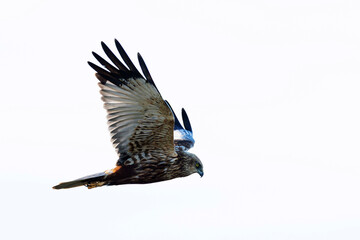 Obraz premium adult male western marsh harrier (Circus aeruginosus) in flight, found at Texel in the Netherlands