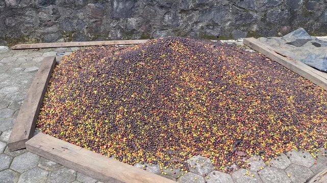 An isometric perspective of raw coffee cherries gathered on a concrete drying floor, showcasing the traditional natural process used by local farmers to produce high-quality coffee beans.