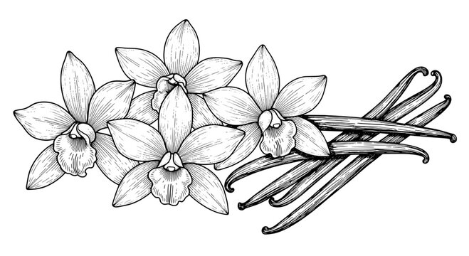 Flower floral ornament with vanilla bean pods and hand-drawn line art for bakery branding, labels, and vintage design