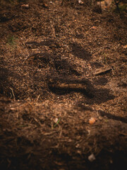 Fototapeta premium Close-up view of a massive anthill in a deep forest, teeming with thousands of active wood ants crawling over a complex structure of pine needles, dry twigs, and dark soil in their natural habitat.