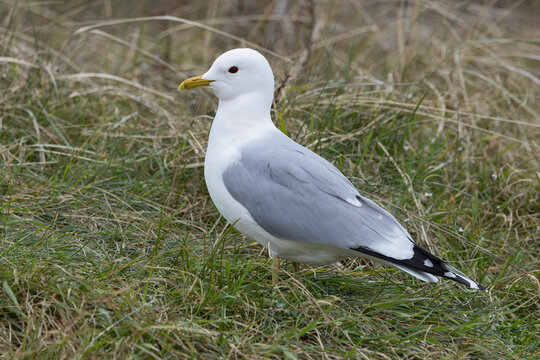 adult common gull (Larus canus) perching on gorund, found at Texel in the Netherlands