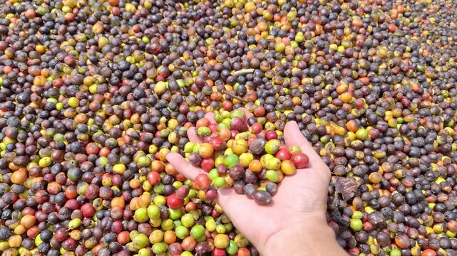 A person's hand holding a large scoop of fresh coffee berries in various ripening stages, presented over a vast background of harvested coffee in a rural plantation.