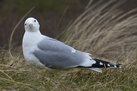 adult common gull (Larus canus) perching on gorund, found at Texel in the Netherlands