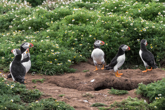 Atlantic puffin, Fratercula arctica, golden hour backlighting from the setting sun