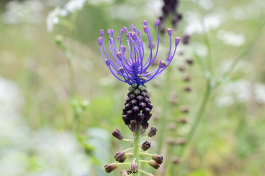 A detailed close-up of a wild grape hyacinth (Muscari comosum) with its purple color and intriguing geometric structure.