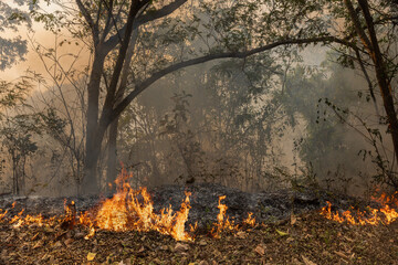 Fototapeta premium Wildfires in tropical forest release carbon dioxide (CO2) emissions and other greenhouse gases (GHG) that contribute to climate change.