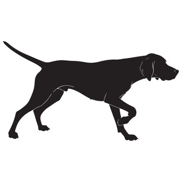German shorthaired pointer dog silhouette in pointing stance vector illustration for hunting and pet design