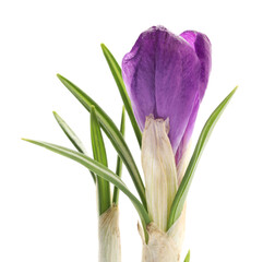 Fototapeta premium Beautiful purple crocus flower isolated on white