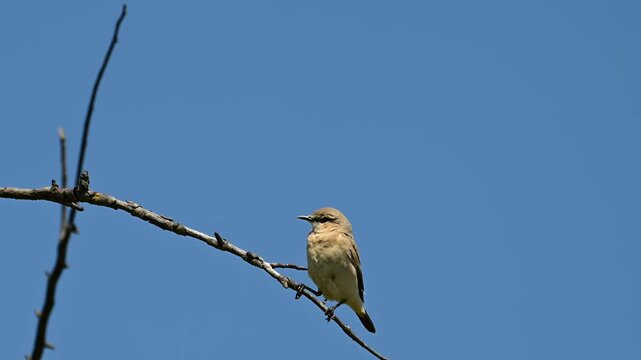 a northern wheatear perched on a dry, thorny branch against a clear blue sky, featuring the bird looking around with alert movements