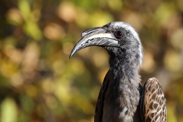 Grautoko / African grey hornbill / Lophoceros nasutus © Ludwig