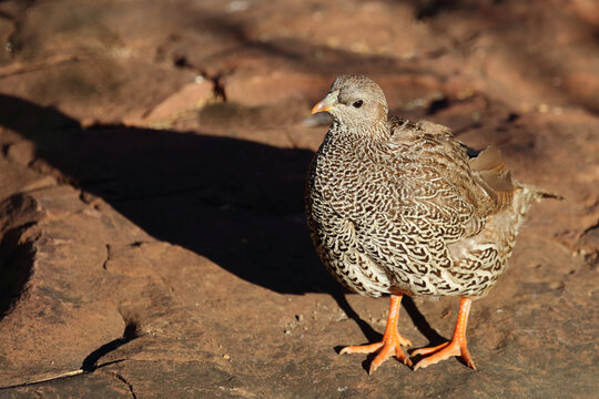 Natalfrankolin / Natal francolin or Natal spurfowl / Francolinus natalensis val Pternistis natalensis