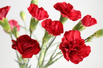 Fototapeta premium Beautiful carnation flowers on light grey background, closeup