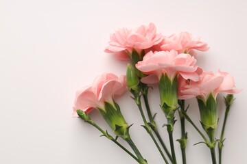 Fototapeta premium Beautiful carnation flowers on white background, flat lay. Space for text