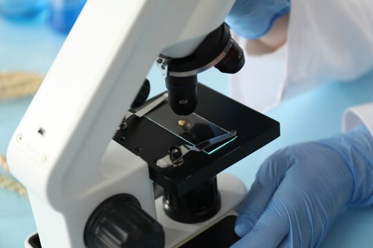 Laboratory testing. Scientist examining wheat grain under microscope at table indoors, closeup