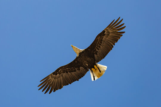 A majestic adult Bald Eagle (Haliaeetus leucocephalus) is seen in a detailed profile portrait, showcasing its iconic white-feathered head and powerful yellow hooked beak against the sky