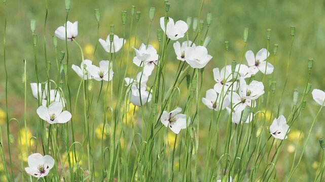 Wild white poppy flowers on the field