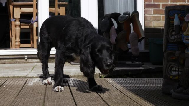 4K video of a black spaniel dog actively sniffing and exploring the wooden decking of a garden patio.