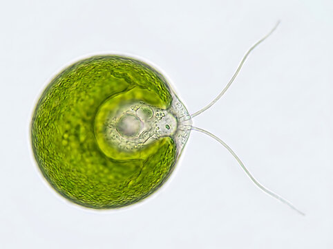 Microscopic Marvel: A stunning macro shot of a single-celled chlamydomonas, a vibrant green alga, showcasing its intricate details and delicate flagella against a clean backdrop.