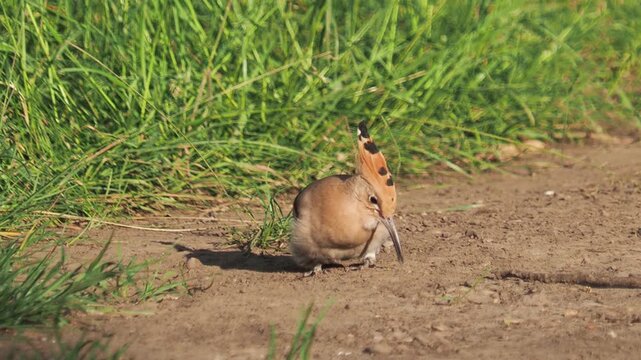 Eurasian hoopoe feeding on ants and larvae and dust bathing
