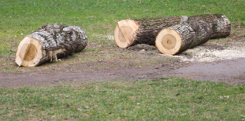 The sawn-off trunk of an old poplar tree lies on the lawn near the path