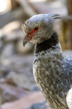 A detailed close-up of a Southern Screamer (Chauna torquata), showcasing its distinctive grey plumage, crest of feathers, and the reddish skin around its eye
