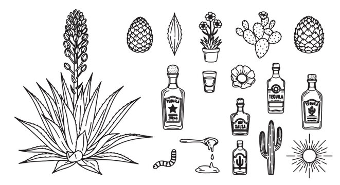 Vintage agave and tequila vector set, hand drawn mexican alcohol production icons, blue agave plant and mezcal bottles collection, black and white line art