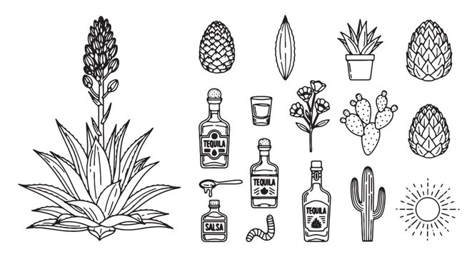 Vintage agave plant and tequila production icons, hand drawn blue agave cactus and mezcal bottles, 15 black and white outline vector elements