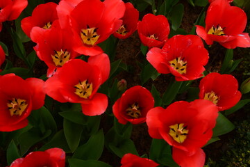 Obraz premium red tulips in the garden