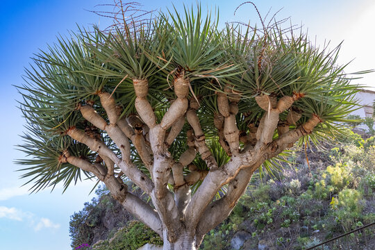 Detailed view of the unique branch structure and spiky leaves of a Canary Islands Dragon Tree (Dracaena draco) under a clear bright sky
