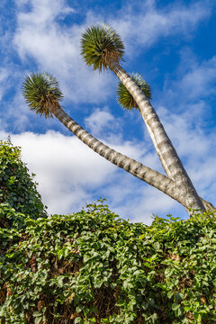 Tall Dracaena draco or Dragon trees rising above a green hedge against a blue sky with white clouds in the historic town of Icod de los Vinos