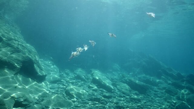 squid  underwater  calamari drifting and swimming underwater close and slow ocean scenery animal cephalopod : Decapodiformes loligo vulgaris