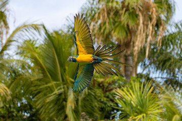 Blue-and-yellow macaw (Ara ararauna) flying in mid-air with spread wings against lush palm trees on Gran Canaria, Canary Islands, Spain © erikzunec