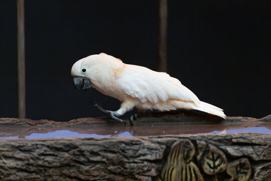 Salmon-crested cockatoo (Cacatua moluccensis) stepping along a wooden perching ledge on Gran Canaria, Canary Islands, Spain