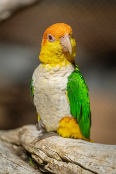 Close-up portrait of a colorful white-bellied caique (Pionites leucogaster) perched on a branch on Gran Canaria, Canary Islands, Spain
